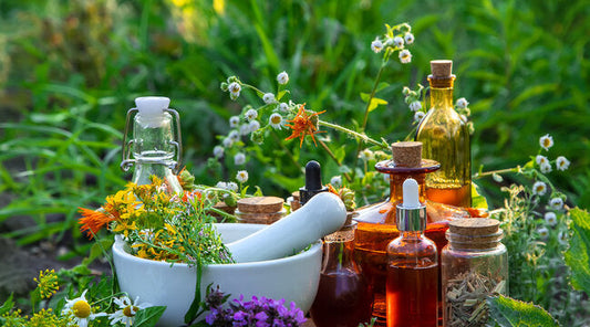 🌿 Herbs to Strengthen Your Immune System Naturally